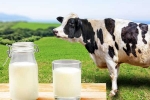 Cow Milk Protein new tips, Cow Milk Protein updates, can cow milk protein lead to type 1 diabetes, Kids