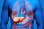 Fatty Liver in Youngsters tips, Fatty Liver in Youngsters reasons, why is fatty liver affecting youngsters, Lac