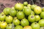 Guava articles, Guava bad for which people, who should be careful with guava, Health tips