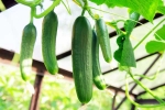 Cucumber, Cucumber health, hack to grow cucumber is going viral for all the right reasons, Diy