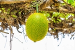 Snake Venom neutrailization, Snake Venom breaking, this miraculous plant can neutralise snake venom in minutes, Veda