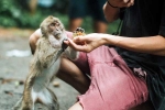 Monkey Bite tips, Monkey Bite breaking news, what to do after a monkey bite, Monk