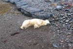Polar Bear In Iceland breaking, Polar Bear In Iceland pictures, polar bear appears in iceland for the first time in 8 years, Iceland Polar Bear In Iceland breaking, Polar Bear In Iceland pictures, polar bear appears in iceland for the first time in 8 years, Iceland