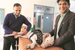 NRI news, NRI comes India for surgery of his pet, nri visits india for pet surgery, Ludhiana NRI news, NRI comes India for surgery of his pet, nri visits india for pet surgery, Ludhiana