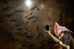 Wuhan CDC breaking news, Wuhan CDC latest, a sensational video of scientists of wuhan cdc collecting samples in bat caves, Wuhan cdc news