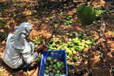 Nipah Effect: Mango Growers in Karnataka Faces Tough Time in Export